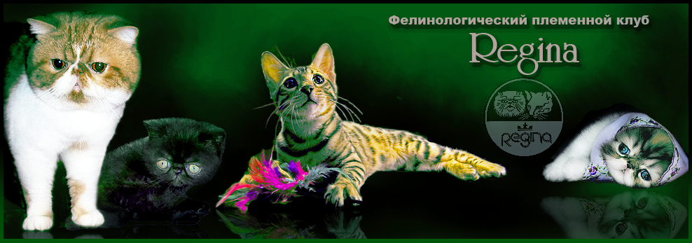 Фелинологический клуб Регина